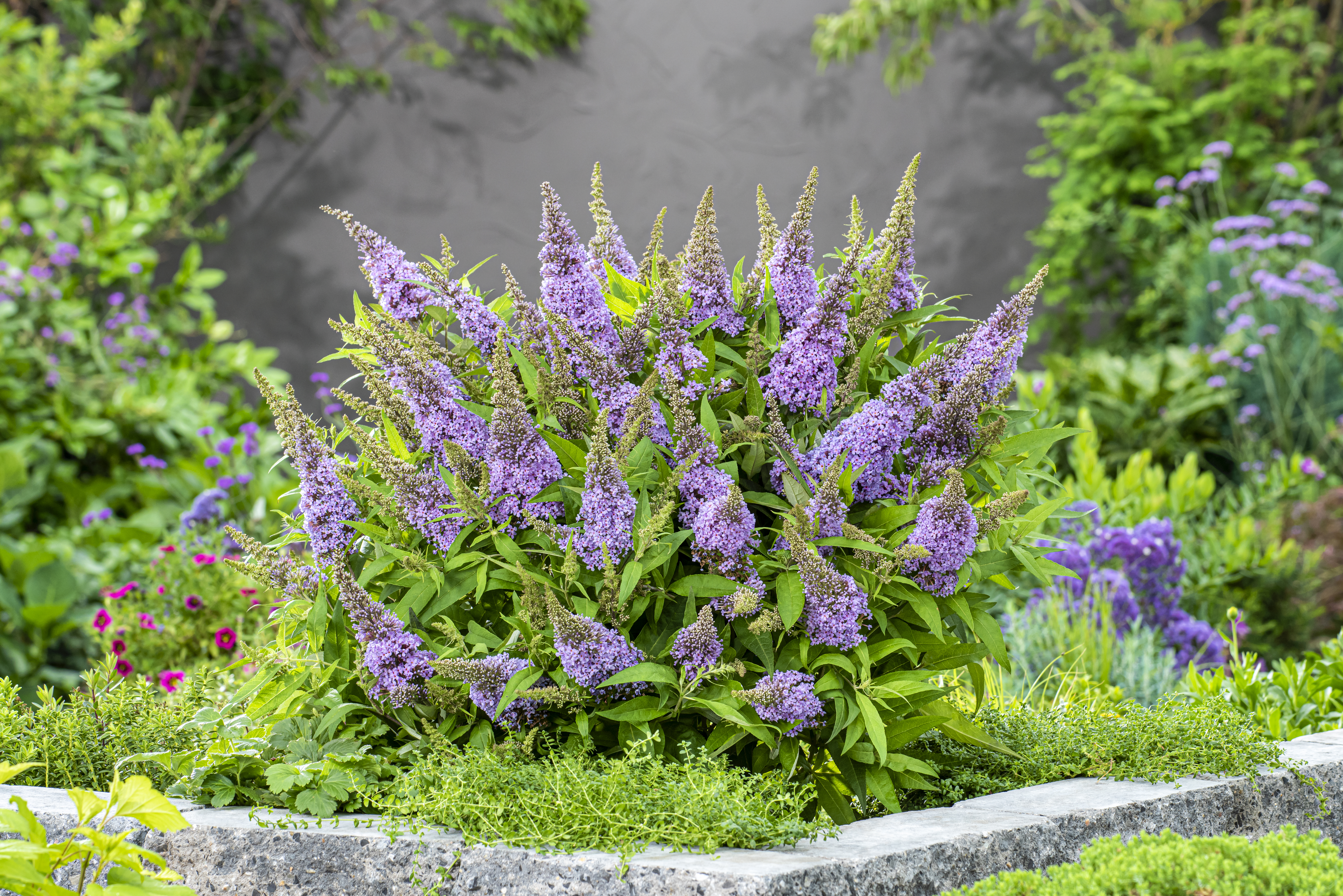 Buddleja davidii 'Butterfly Candy Little Lila'